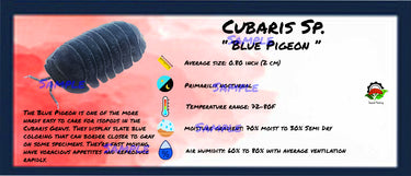 Cubaris Sp. Blue Pigeon Isopod Bin Label